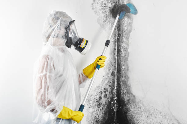 Best Emergency Mold Remediation  in North Patchogue, NY