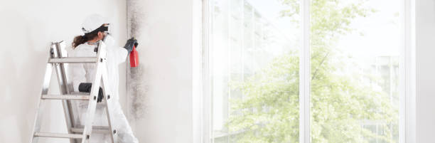 Best Biohazard Mold Removal  in North Patchogue, NY